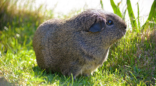 Guinea Pig, Smooth Hair thumbnail