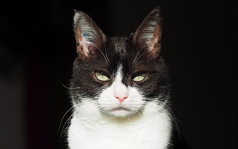 black and white tuxedo cat thumbnail