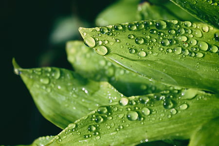 closeup photo of leaf with dew thumbnail