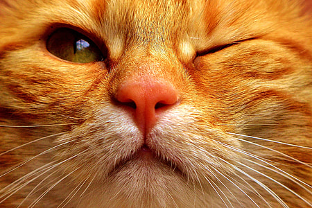 close up photography of orange tabby cat thumbnail