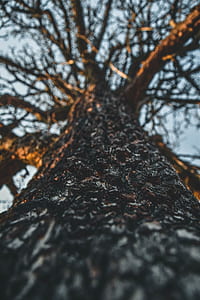 low angle photography of brown tree thumbnail