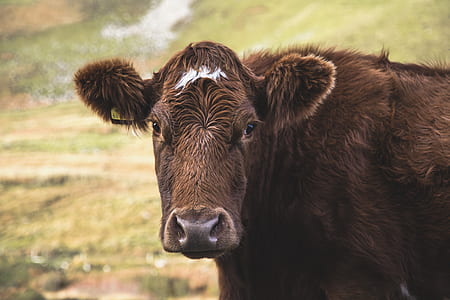 closeup photo of brown cow thumbnail
