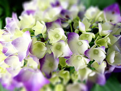 close-up photo of white-and-purple hydrangea flowers thumbnail