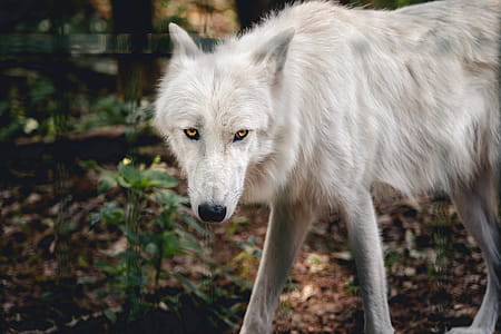 Close-Up Photo of White Wolf in the Forest thumbnail