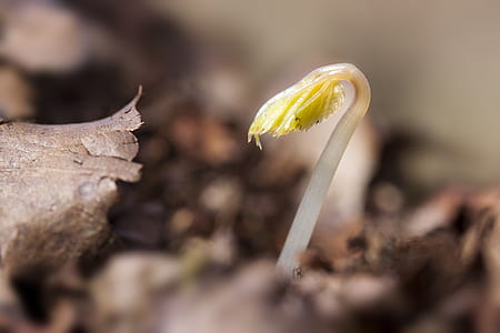 closeup photography of yellow flower seed thumbnail