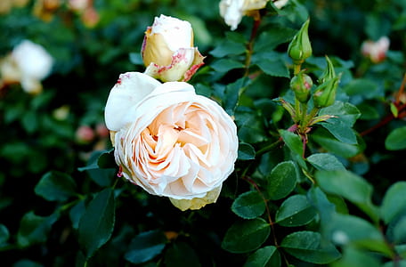close-up photography of white petaled flower in bloom thumbnail