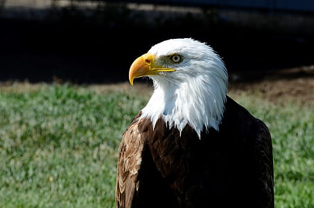 bird, animal, bald eagle, beak thumbnail