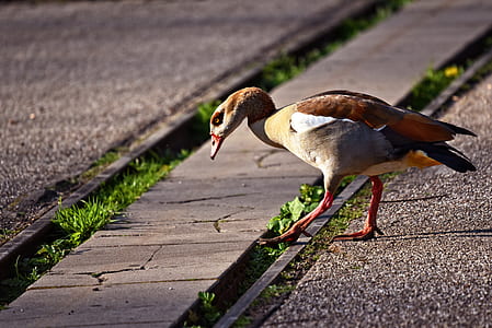 brown duck on concrete ground thumbnail