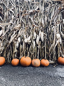 orange pumpkins thumbnail