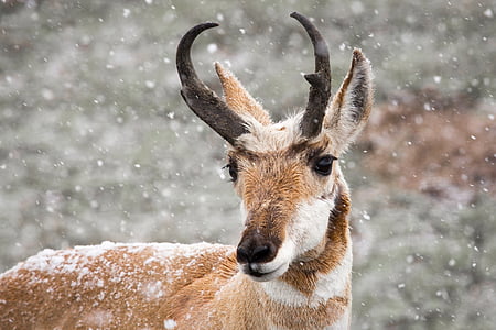shallow focus photography of brown deer thumbnail