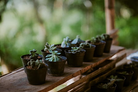 shallow focus photography of succulent plants in pot on brown wooden table thumbnail