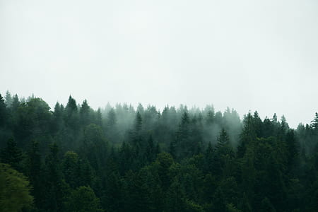 green pine trees under white clouds thumbnail