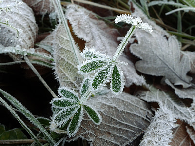 close-up photo of frost covered plant thumbnail
