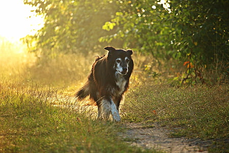selective focus photography of black dog walking on pathway thumbnail