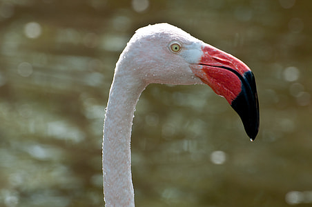 close up photography of flamingo thumbnail