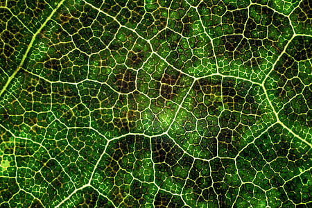 green, leaf, texture, plant, nature, green Color thumbnail
