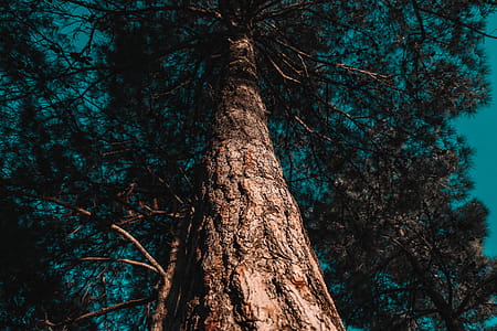 Low Angle Photo of Tree thumbnail