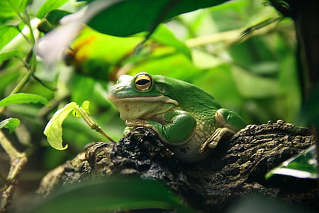 green and white frog on brown rock thumbnail