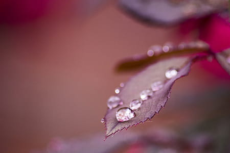 selective focus photo of water dew on leaf thumbnail