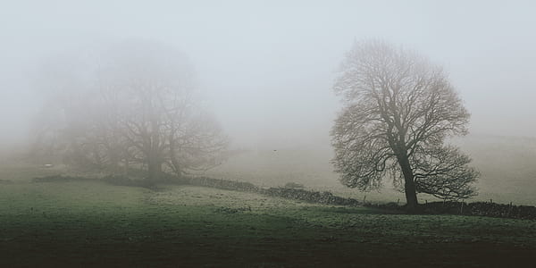 silhouette of trees on green field thumbnail
