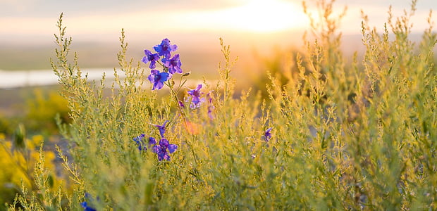 purple petaled flowers during golden hour thumbnail