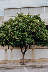 Oranges on the tree, Lagos, Portugal thumbnail
