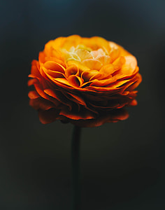 orange flower thumbnail
