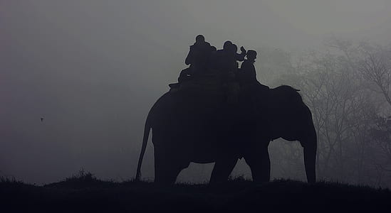 group of people riding elephant thumbnail