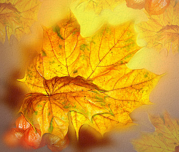 Shallow focus photography of maple leaf thumbnail