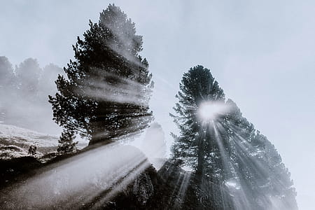 Silhouette Of Trees thumbnail
