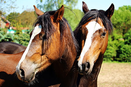 two brown horse near green plant thumbnail