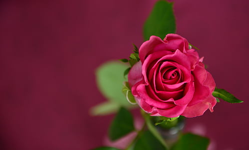 shallow focus of red rose thumbnail