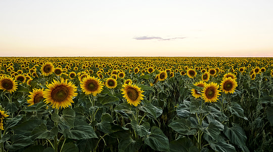 bed of Sunflowers thumbnail
