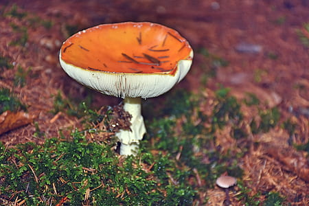 orange and white mushroom thumbnail