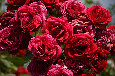 red flowers in bloom selective focal photo during daytime thumbnail