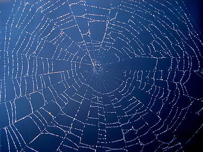 close up photo of spider web thumbnail