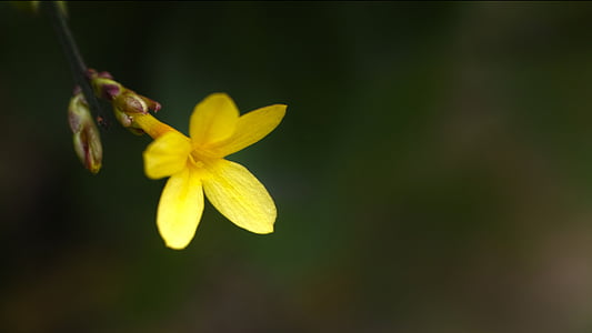 selective focus photo of yellow petaled flower thumbnail