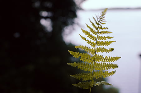 selective focus photography of fern thumbnail