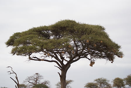 green tree under gray sky during daytime thumbnail
