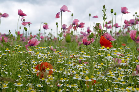 bed of pink petaled flowers thumbnail