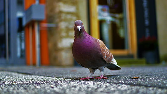 Purple Pigeon Standing on Black Concrete Surface thumbnail