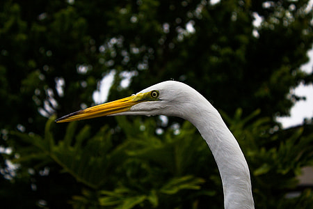 white animal thumbnail