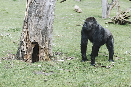 monkey standing beside tree thumbnail
