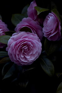 pink petaled flowers at night time thumbnail