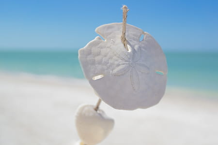 White Sand Dollars Pierced by Stick Selective-focus Photography With Beach on Background at Daytime thumbnail