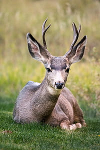 gray reindeer sitting on green leafed grass thumbnail