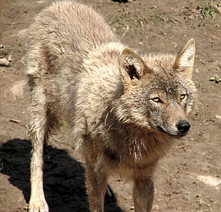 brown fox thumbnail
