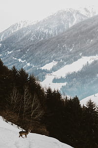 green leafed trees thumbnail