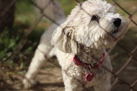 Selective Focus Photo of Adult White Toy Poodle in Front of Chain Link Fence thumbnail