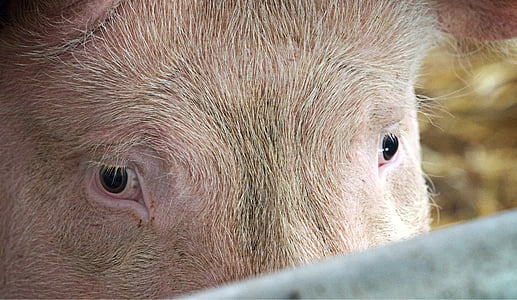 macro photography of pig thumbnail